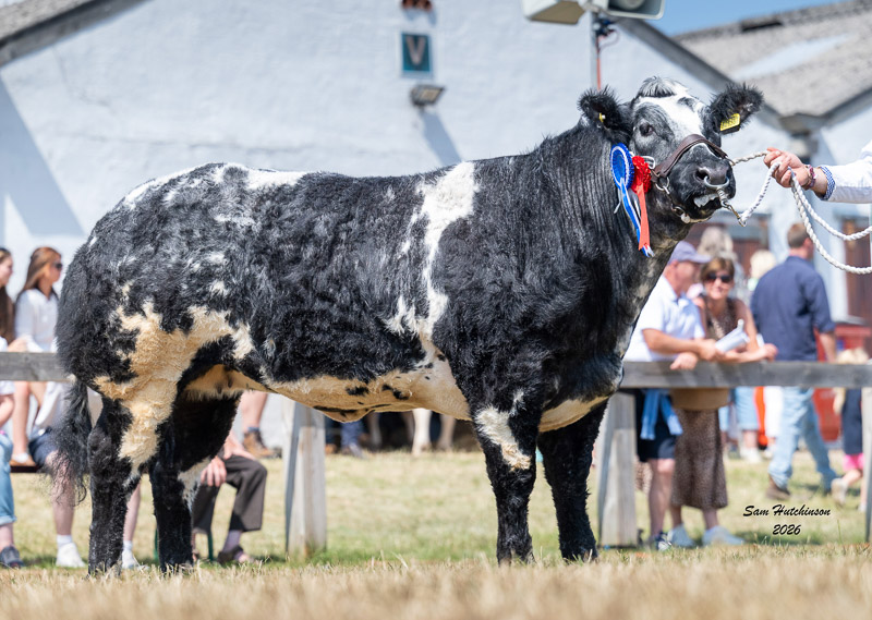 269 - Solway View Ultraviolet - Reserve Junior